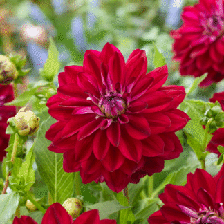 Dahlia King Arthur