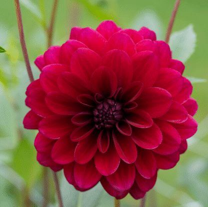 Dahlia Karma Naomi