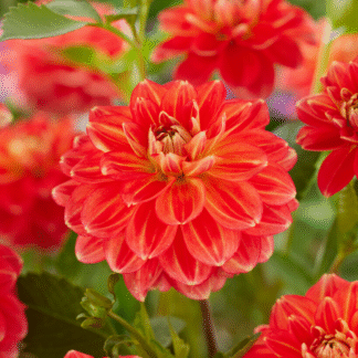 Dahlia Monroe