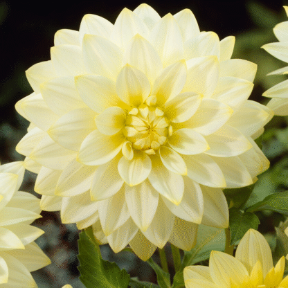 Dahlia Snowbound
