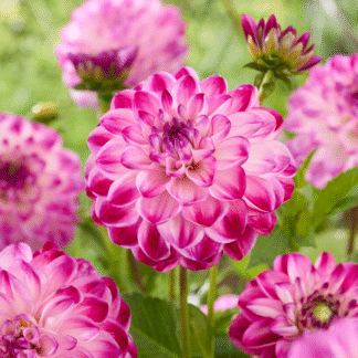 Dahlia Stardust