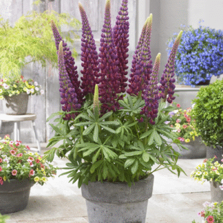 Lupinus West Country - Lupin Masterpiece