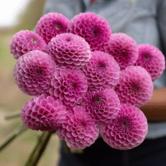 Dahlia Sir Richard