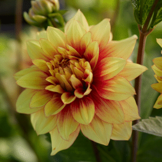 Dahlia Dazzling Sun
