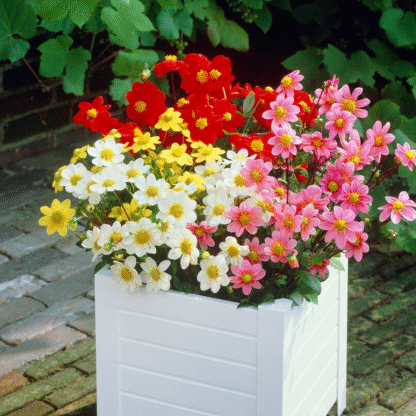 Dahlia Topmix Mixed - Pack of Three Bare Root Plants
