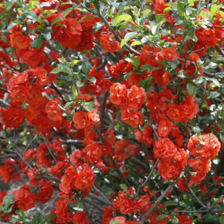 Chaenomeles Speciosa Orange Storm - Double Flowering Quince
