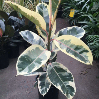 Ficus Elastica Tineke - Variegated Rubber Plant