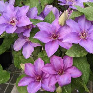 Clematis 'Esther'