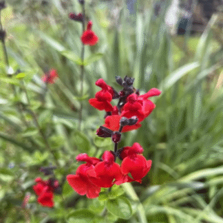 Salvia Royal Velours