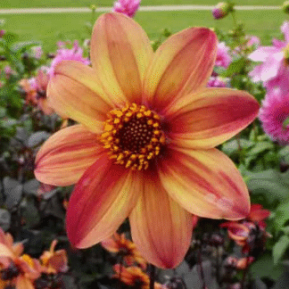 Dahlia Schipper's Bronze