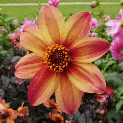 Dahlia Schipper's Bronze