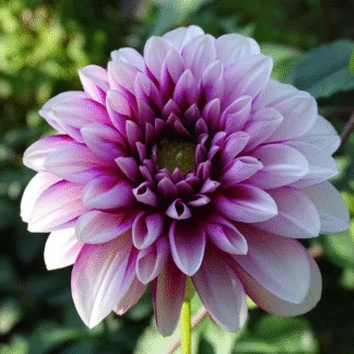 Dahlias