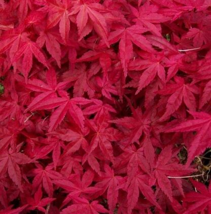 Acer Palmatum Deshojo - Large Japanese Maple 100-1200cm