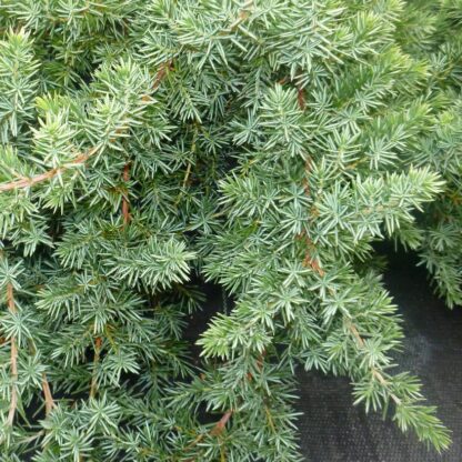 Juniperus Conferta Blue Pacific
