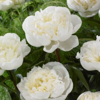 Paeonia Lactiflora Duchesse De Nemour - Large Flowered White Peony
