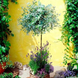 Anti-Mosquito Eucalyptus Gum Tree