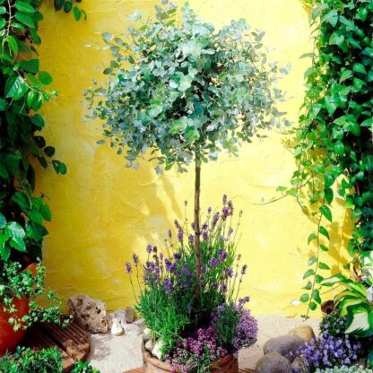 Anti-Mosquito Eucalyptus Gum Tree