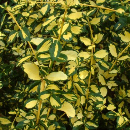 Euonymus Fortunei Blondy - Evergreen Gold Variegated Wintersweet