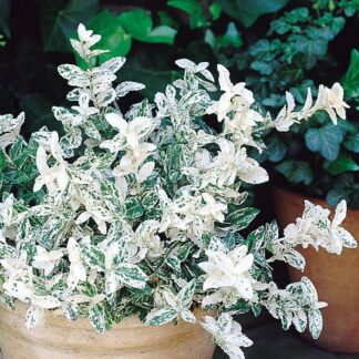 Euonymous Fortunei Harlequin - Euonymus