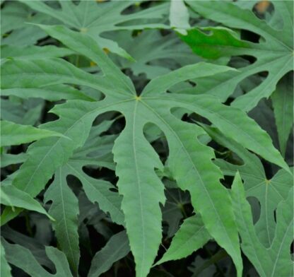 Fatsia Polycarpa ‘green Fingers’®
