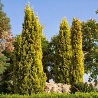 Lemon Scented Monterey Golden Cypress Large - Circa 100cm Gold Totem Tree +