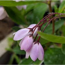 Sollya Heterophylla 'Pink' - Bluebell Creeper
