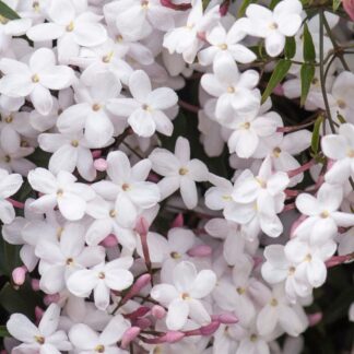 Large 6ft - Jasminum Officinale - Jasmine Polyanthemum - Scented Chinese Jasmin