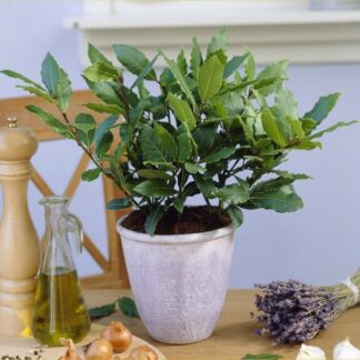 Laurus Nobilis - Bay Tree - Young Bush - Kitchen Bay