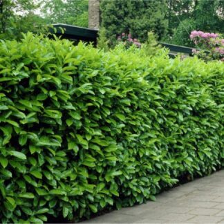 Laurel Hedging - Prunus Laurocerasus Novita - Approx 40-60cm - Pack of 12 Cherry Laurel Plants