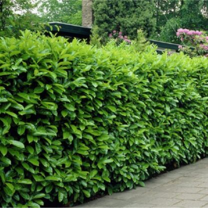 Laurel Hedging - Prunus Laurocerasus Novita - Approx 40-60cm - Pack of 12 Cherry Laurel Plants