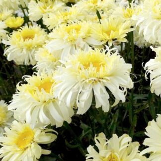 Leucanthemum Real Charmer - Large Plant