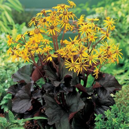 Ligularia Dentata Britt-Marie Crawford - Leopard Plant