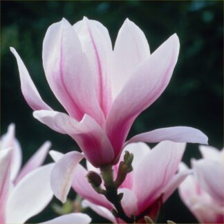 Magnolia Soulangeana - Large Specimen Plant Circa 100-140cm