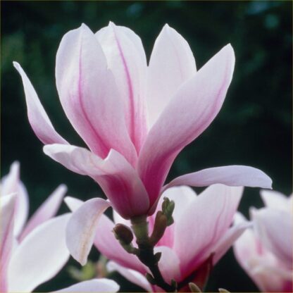 Magnolia Soulangeana - Large Specimen Plant Circa 100-140cm