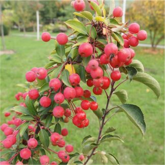 Malus 'Adirondack' - Crabapple Circa 100-120cm