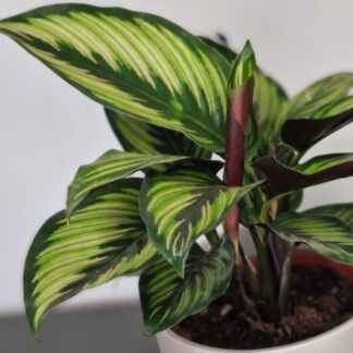 Calathea Ornata Beauty Star - Prayer Plant
