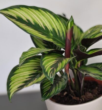 Calathea Ornata Beauty Star - Prayer Plant