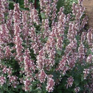 Nepeta Grandiflora Dusk To Dawn - Pink Catmint