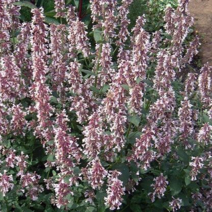 Nepeta Grandiflora Dusk To Dawn - Pink Catmint