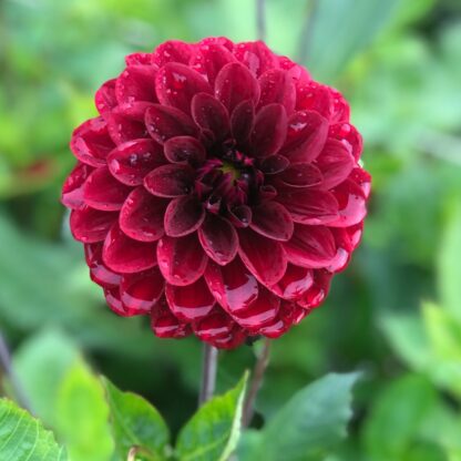 Dahlia Pallada