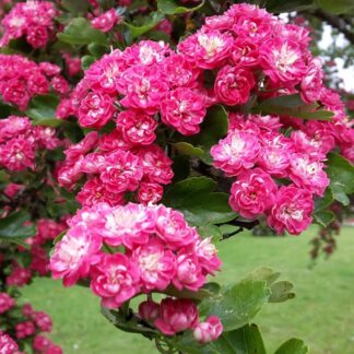 Crataegus Laevigata 'Paul's Scarlet' - Double Rose-Pink Hawthorn - Circa 180-200cm