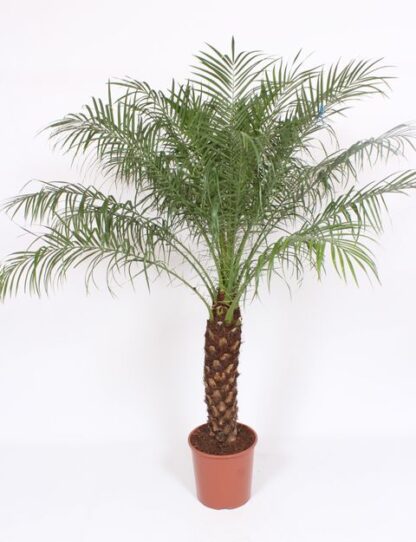 Date Palm Phoenix Roebelenii - Pygmy Date Palm - Circa 70-80cm