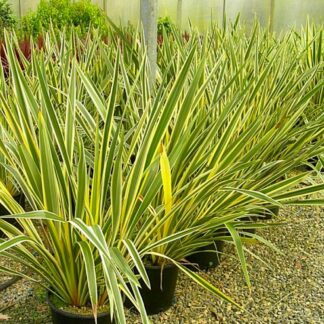 Phormium Tenax Variegata - New Zealand Flax - Large Specimen - 100-120cm Tall