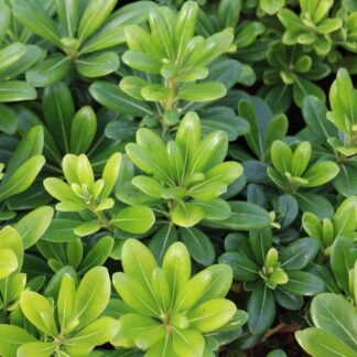 Pittosporum Tobira - Evergreen Japanese Mock Orange - Circa 100-20cm Tall