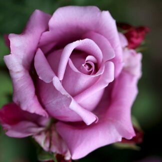 Large 5-6ft Specimen - Climbing Rose Indigoletta - Violet Flowers