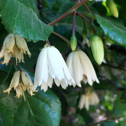 Lily of The Valley Tree - Crinodendron Patagua