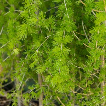 Larix Decidua - European Larch 3-4ft