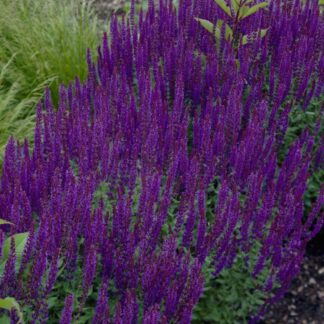 Salvia Nemorosa Blue Queen - Ostfriesland - Pack of Three Perennial Plants