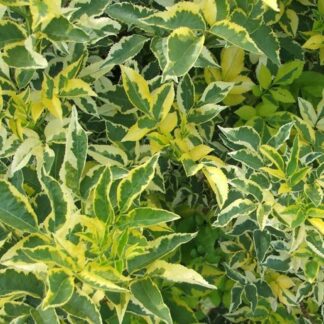 Sambucus Nigra Madonna - Golden Variegated Elder