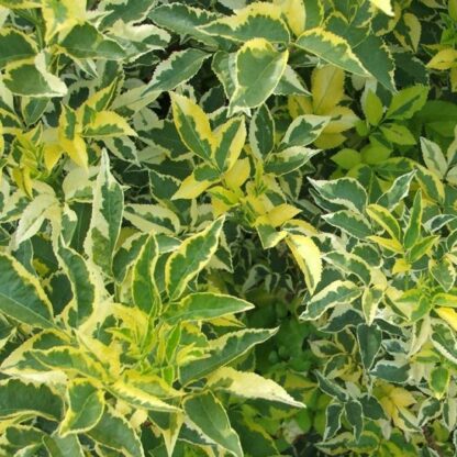 Sambucus Nigra Madonna - Golden Variegated Elder
